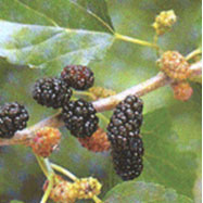 산뽕나무의 열매인 오디