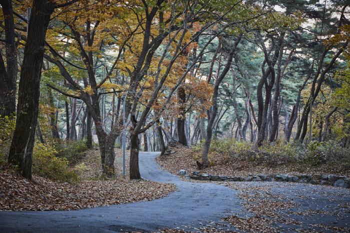 마곡사 천연송림욕장 사진