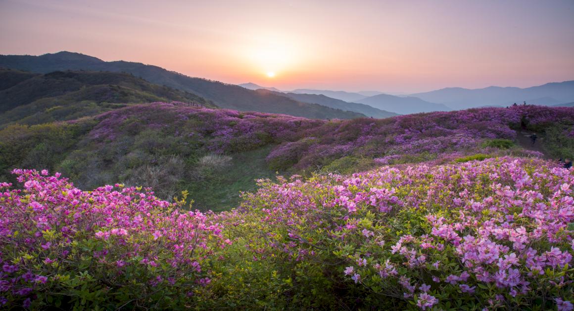 바래봉 철쭉제 사진