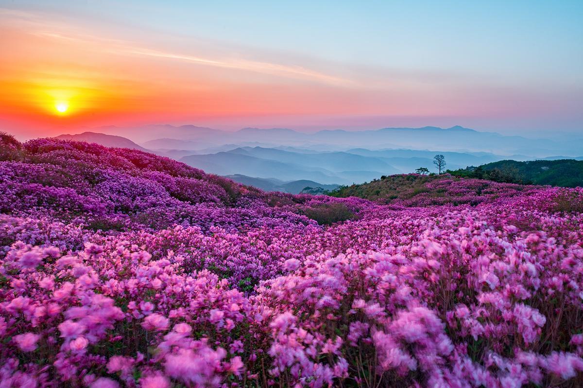 황매산 철쭉제 사진