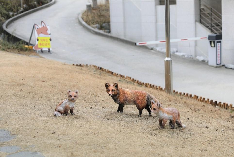 소백산여우생태관찰원 사진