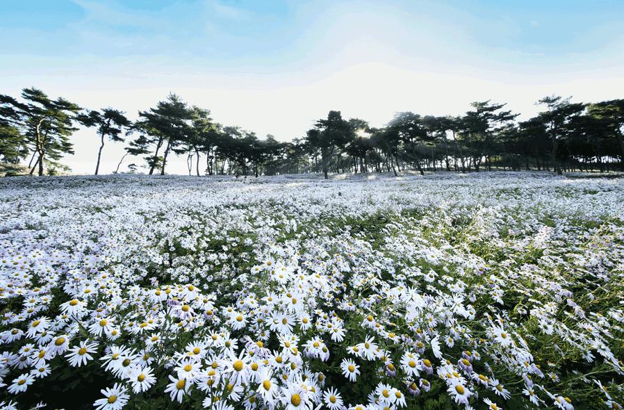 구절초 축제 사진