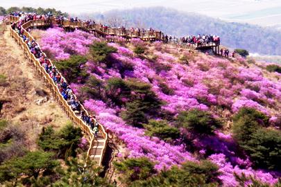 고려산 진달래축제 사진